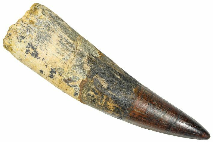 Bargain, Real Fossil Spinosaurus Tooth - Composite Tooth #365669